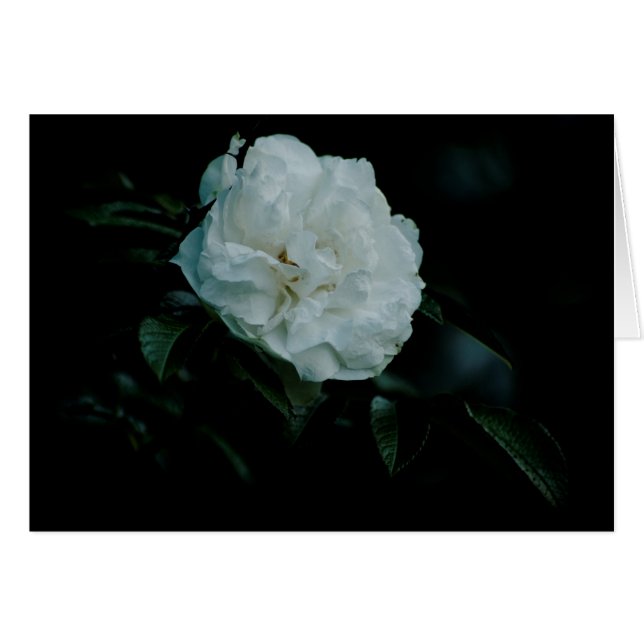 White Rose Cards (Front Horizontal)