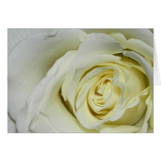 White Rose Cards
