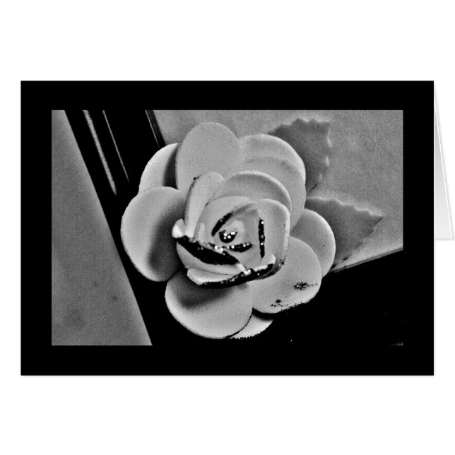 White Rose Cards (Front Horizontal)