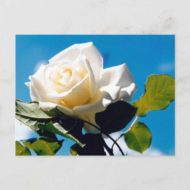White rose - Celebrating Life   Postcard (Front)