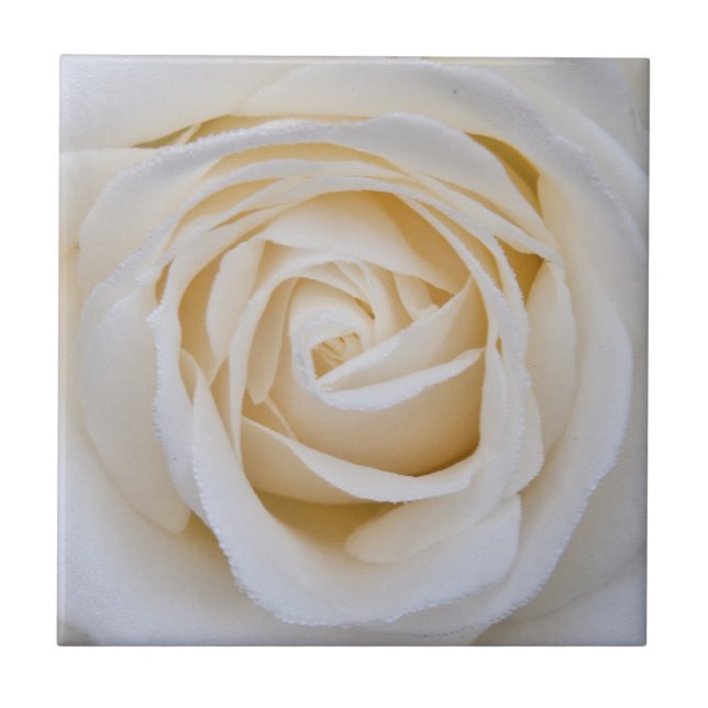 White rose ceramic tile (Front)