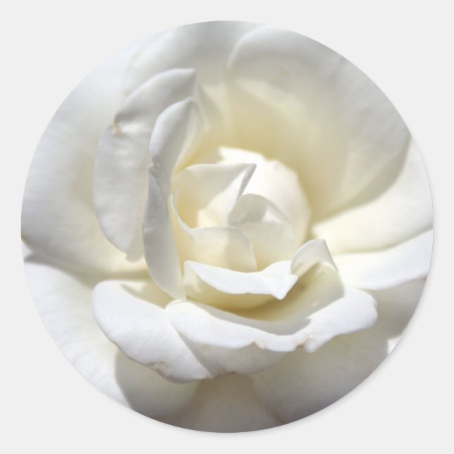 White Rose Classic Round Sticker (Front)