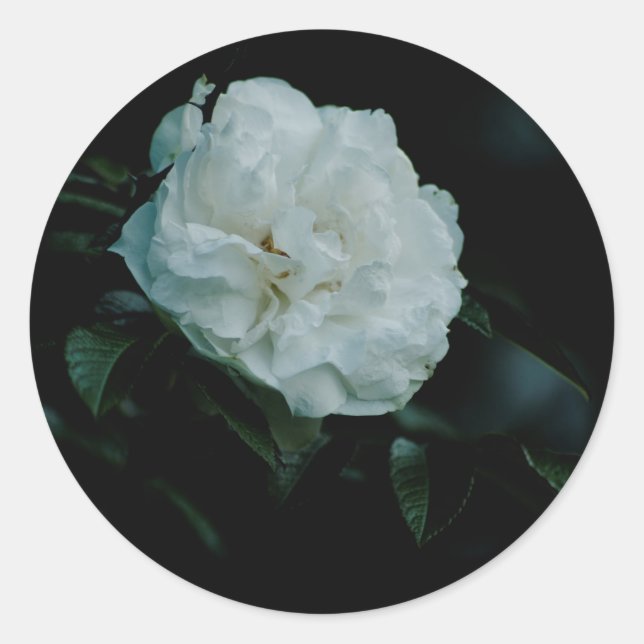 White Rose Classic Round Sticker (Front)