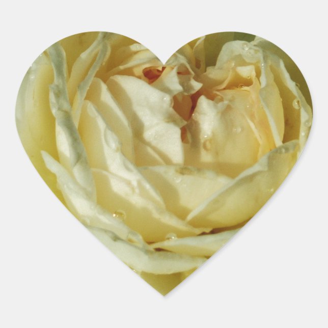 White Rose, Cream Flowers, Elegant Floral Heart Heart Sticker (Front)