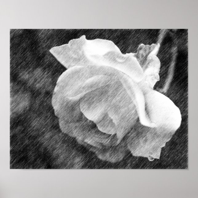 White Rose Flower Black Pencil Drawing  Poster (Front)