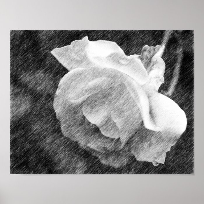 White Rose Flower Black Pencil Drawing Poster