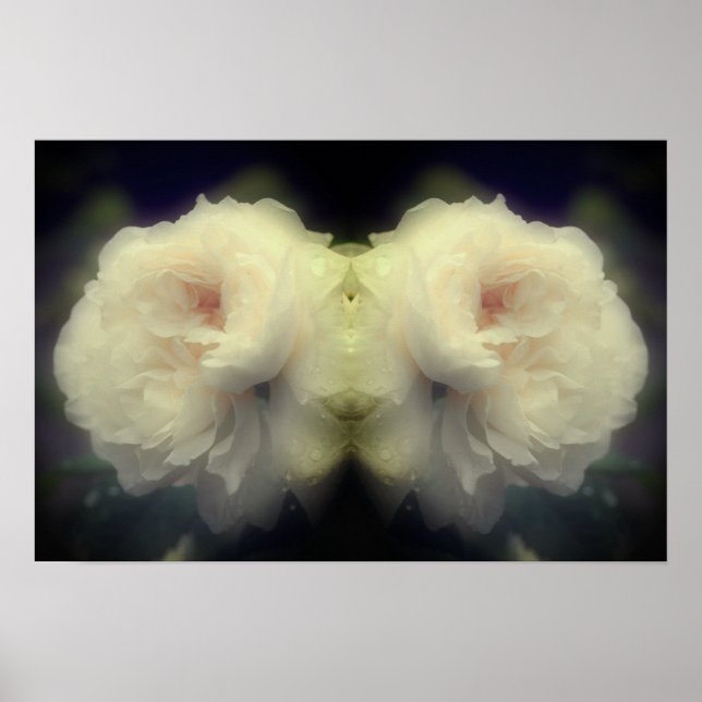 White Rose Flower In Full Bloom Mirror Abstract Poster (Front)