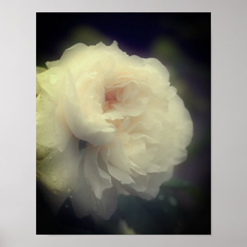 White Rose Flower In Full Bloom Poster