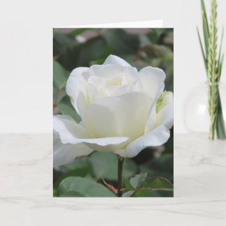 White Rose Greeting Card