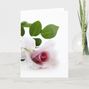 White Rose Holiday Card