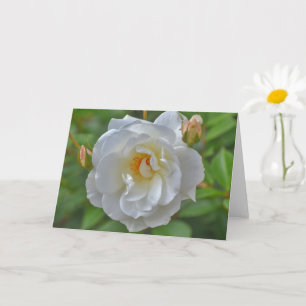 White Rose in a Garden Art Note Card