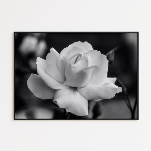 White rose in black and white in the garden poster