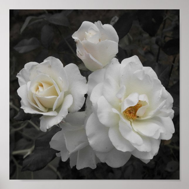 white rose in gray poster (Front)