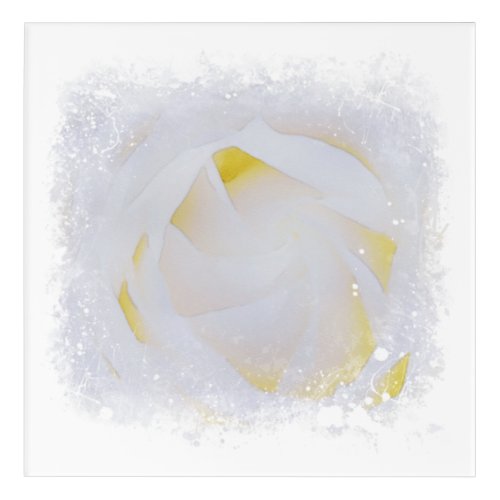  White Rose Macro Floral Abstract Elegant AR8 Acrylic Print