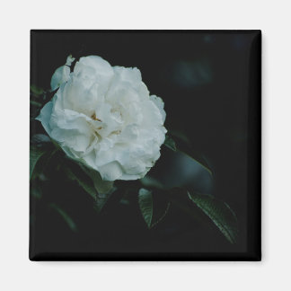 White Rose Magnet