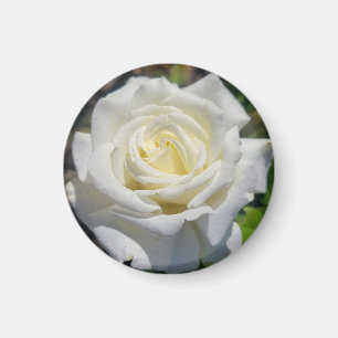 White Rose Magnet