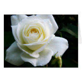 White Rose Note Card (Front Horizontal)