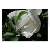 White Rose of Sharon (Front Horizontal)