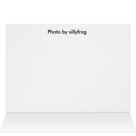 White Rose of Sharon (Inside Horizontal (Top))