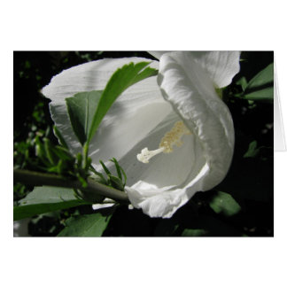 White Rose of Sharon Cards