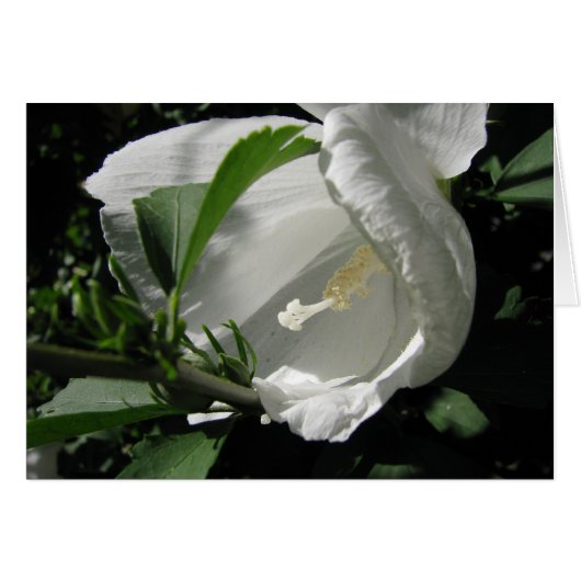 White Rose of Sharon Cards (Front Horizontal)