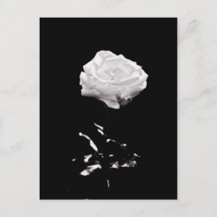 White Rose on Black Background Postcard
