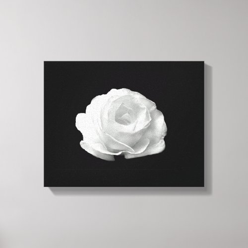White Rose On Black Background Streched Canvas
