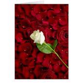 White Rose On Red Petals (Front)