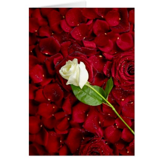 White Rose On Red Petals Cards (Front)