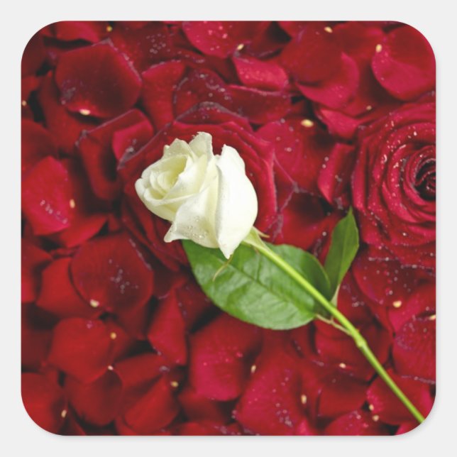 White Rose On Red Petals Square Sticker (Front)