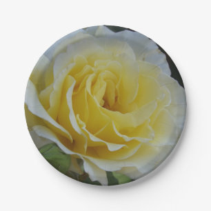 White rose paper plates
