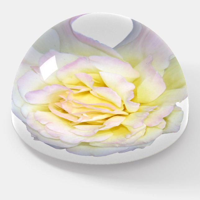 White rose paperweight, flower decor, romantic paperweight (Angled)