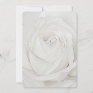 white Rose Petals Note Card