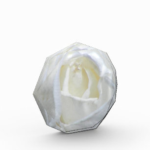 White Rose Photo Acrylic Award