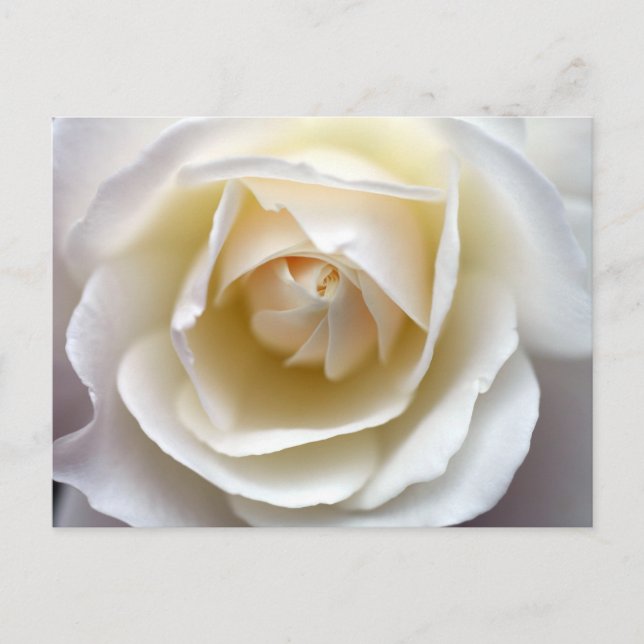 White Rose Photograph Postcard (Front)