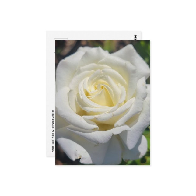 White Rose Postcard (Front/Back In Situ)