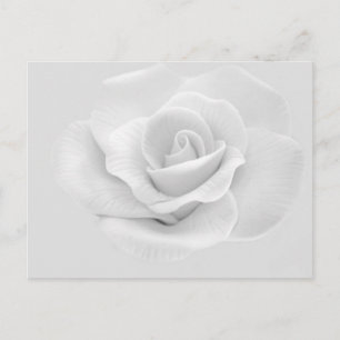 White Rose Postcard
