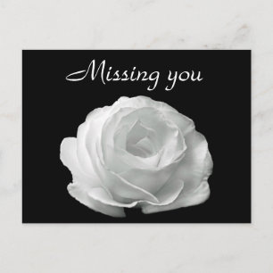White Rose Postcard