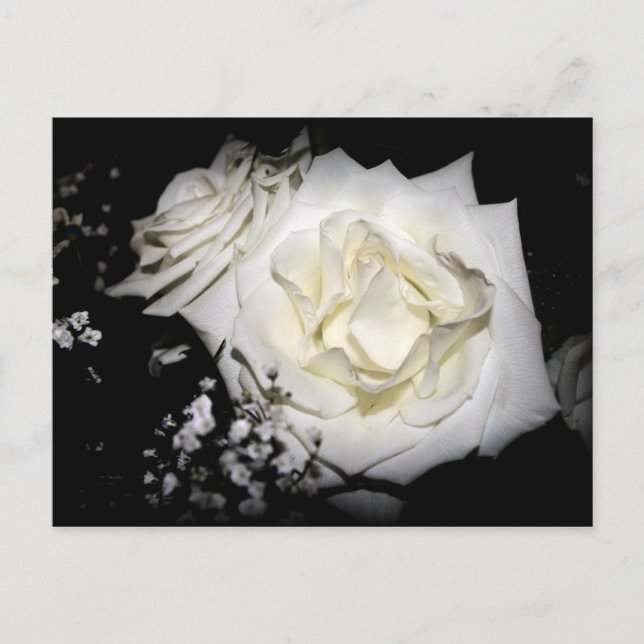 White Rose Postcard (Front)