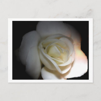 white rose postcard