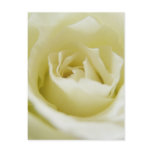White Rose Postcard