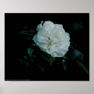 White Rose Poster