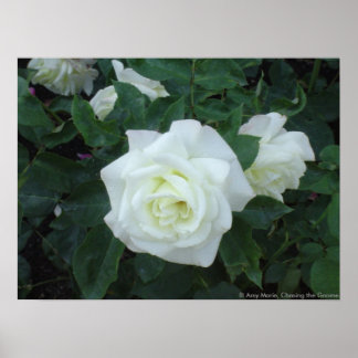 White Rose Poster