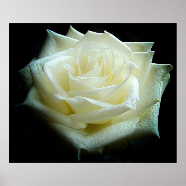 White Rose Poster (Front)