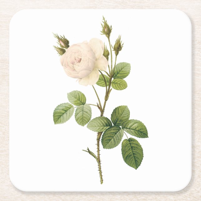 white rose(Rosa campanulata alba) by Redouté Square Paper Coaster (Front)