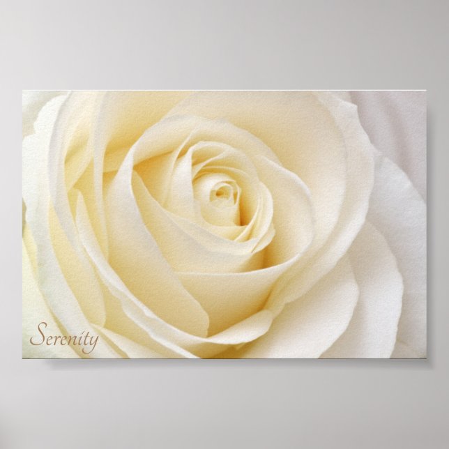 White Rose Serenity Poster (Front)