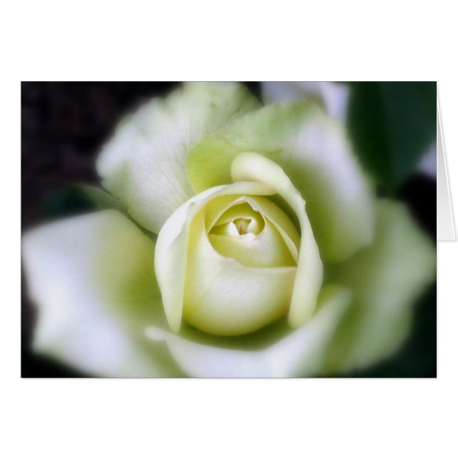 White Rose Soft Focus Cards (Front Horizontal)