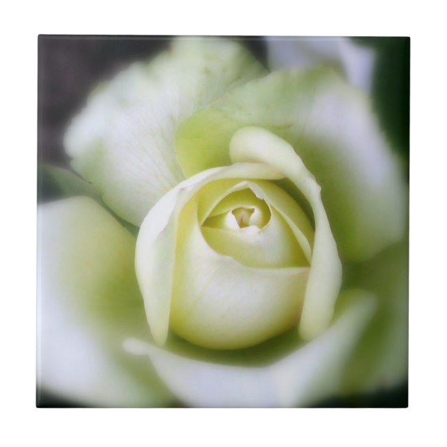 White Rose Soft Focus Ceramic Tile (Front)