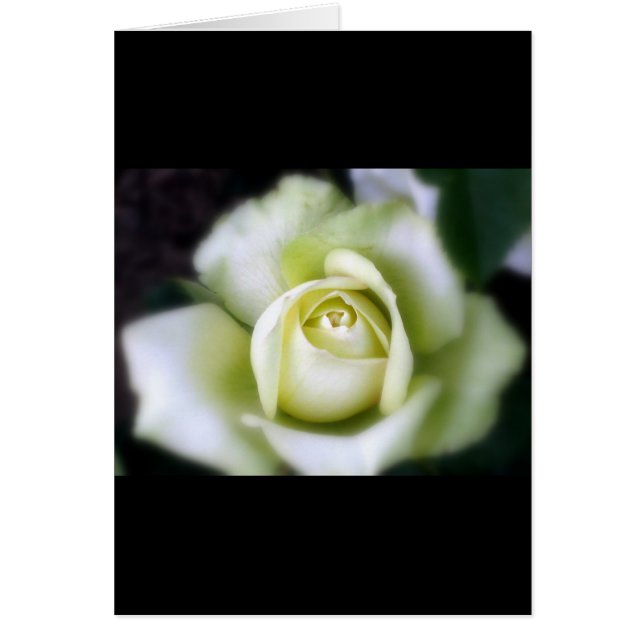 White Rose Soft Focus Greeting Card (Front)
