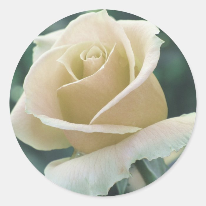 White Rose Sticker Zazzle